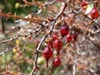 Ribes speciosum -