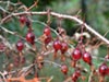 Ribes speciosum -