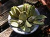 Aristolochia californica -