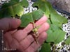 Aristolochia californica -