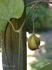 Aristolochia californica -