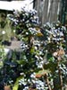 Berberis aquifolium -