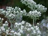 Eriogonum giganteum -