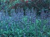 Salvia sonomensis -