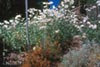 Romneya coulteri -