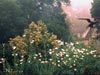 Romneya coulteri -