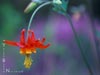 Aquilegia formosa -