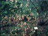 Ribes sanguineum glutinosum -