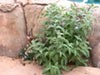 Lepechinia fragrans -