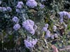 Ceanothus maritimus 'Point Sierra' -