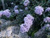 Ceanothus maritimus 'Point Sierra' -