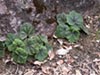 Tellima grandiflora -