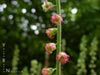 Tellima grandiflora -