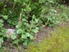Tellima grandiflora -