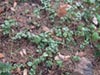 Satureja douglasii -
