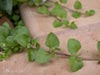 Satureja douglasii -