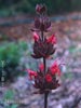 Salvia spathacea -