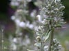 Salvia apiana -