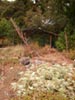 Salvia apiana -