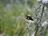 Salvia apiana -