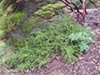 Ceanothus gloriosus 'Anchor Bay' -