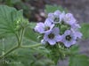Phacelia bolanderi -