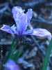Iris douglasiana -