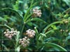 Asclepias fascicularis -