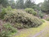 Arctostaphylos 'John Dourley' -
