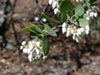 Arctostaphylos 'Dr. Hurd' -