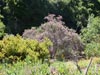 Pickeringia montana -