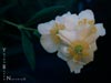Carpenteria californica -