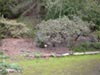 Arctostaphylos densiflora 'Sentinel' -