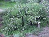 Arctostaphylos tomentosa rosei -