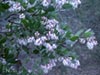 Arctostaphylos tomentosa rosei -