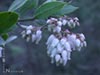 Arctostaphylos tomentosa rosei -