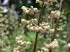 Heuchera maxima -
