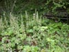 Heuchera maxima -