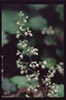 Heuchera maxima -