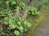 Heuchera maxima -