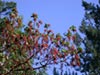 Arbutus menziesii -