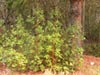 Arbutus menziesii -