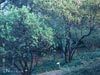 Arctostaphylos refugioensis -