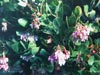 Arctostaphylos refugioensis -