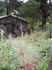Festuca californica - 