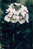 Erysimum concinnum -
