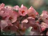 Malacothamnus clementinus -