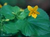 Viola glabella -