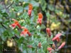 Keckiella cordifolia -