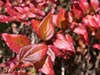 Keckiella cordifolia -